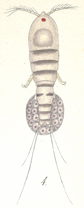 Harpacticus gracilis from Brian, A 1921