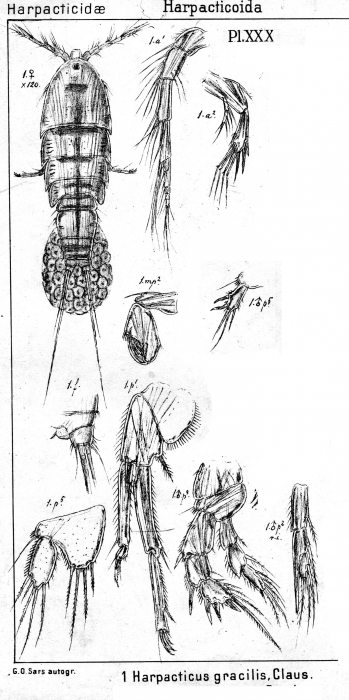 Harpacticus gracilis from Sars, G.O. 1904