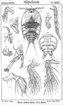 Zaus abbreviatus from Sars, G.O. 1904