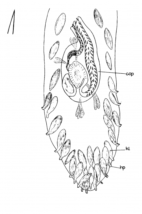 Archiloa westbladi Archiloa westbladi