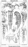 Nannopus palustris from Sars, G.O. 1909