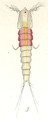 Crustacea (crustaceans)