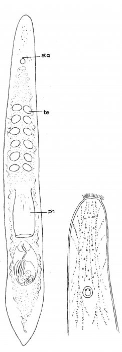 Archiloa westbladi