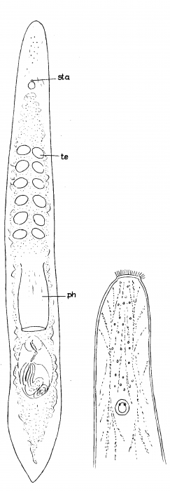 Archiloa westbladi Archiloa westbladi