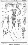 Laophonte inopinata from Sars, G.O. 1908