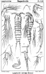 Laophonte serrata from Sars, G.O. 1907