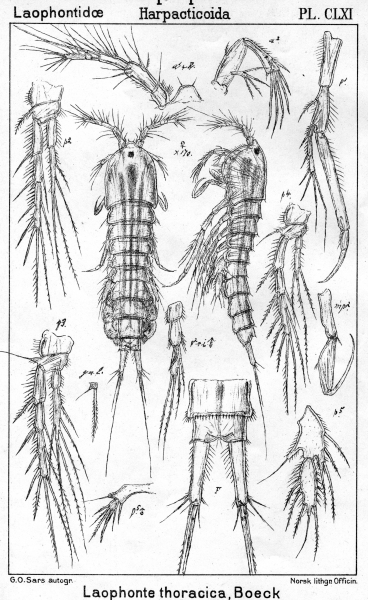 Laophonte thoracica from Sars, G.O. 1908