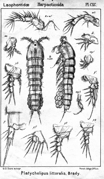 Platychelipus littoralis from Sars, G.O. 1908