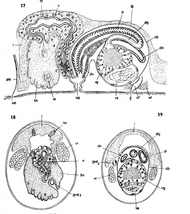Archiloa westbladi Archiloa westbladi