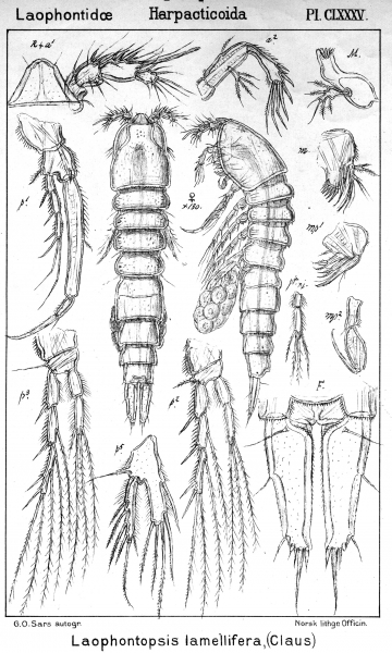 Laophontopsis lamellifera from Sars, G.O. 1908