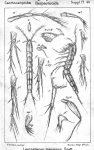 Leptastacus macronyx from Sars, G.O. 1911