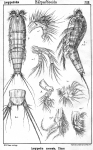Longipedia coronata from Sars, G.O. 1903