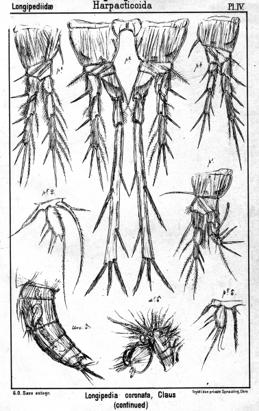 Longipedia coronata from Sars, G.O. 1903