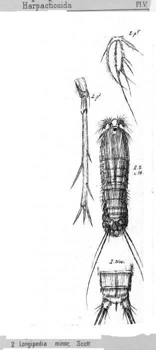 Longipedia minor from Sars, G.O. 1903