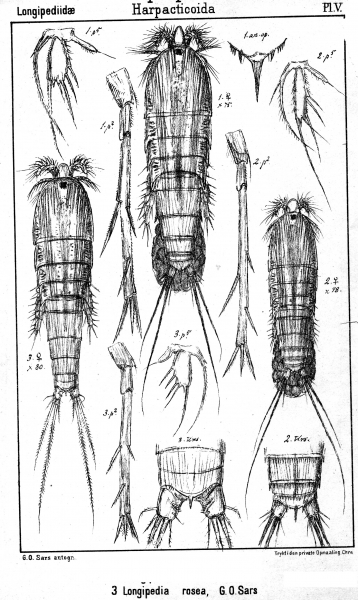 Longipedia rosea from Sars, G.O. 1903