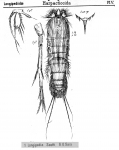 Longipedia scotti from Sars, G.O. 1903