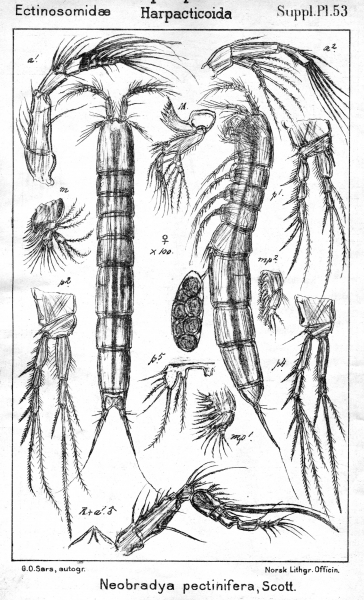 Neobradya pectinifera from Sars, G.O. 1911