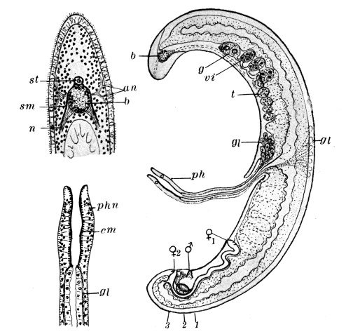 Archimonocelis bathycola Archimonocelis bathycola