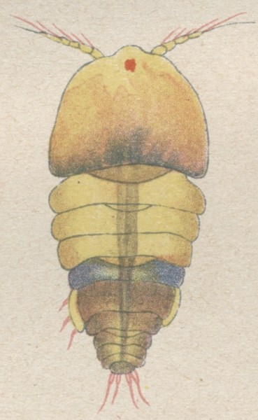 Alteutha interrupta from Brian, A 1921