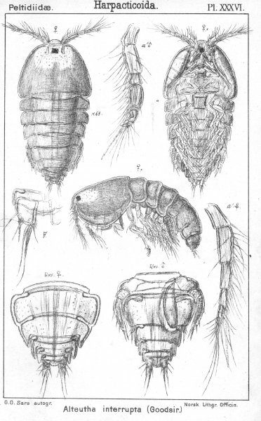 Alteutha interrupta from Sars, G.O. 1904