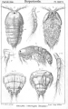 Crustacea (crustaceans)