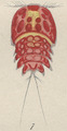 Crustacea (crustaceans)