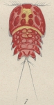 Peltidium purpureum from Brian, A 1921