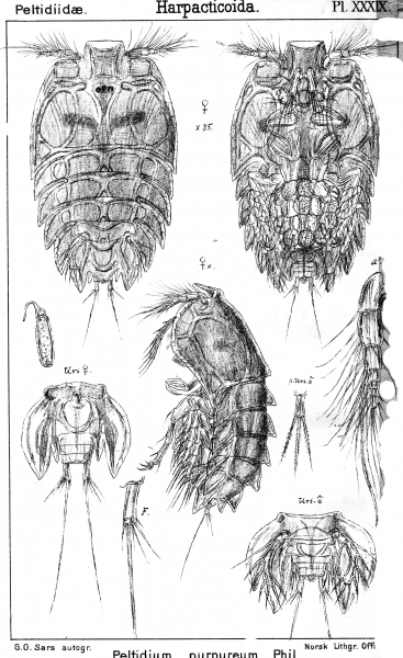 Peltidium purpureum from Sars, G.O. 1904