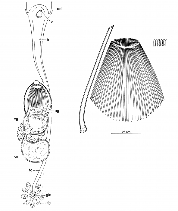 Archimonocelis carmelitana Archimonocelis carmelitana
