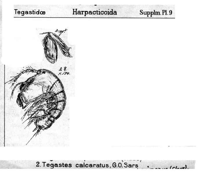 Tegastes calcaratus from Sars, G.O. 1911