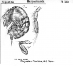 Tegastes flavidus from Sars, G.O. 1904