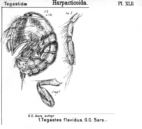 Tegastes flavidus from Sars, G.O. 1904