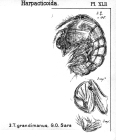 Tegastes grandimanus from Sars, G.O. 1904