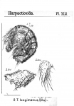 Tegastes longiramus from Sars, G.O. 1904