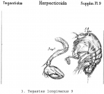 Tegastes longiramus from Sars, G.O. 1911