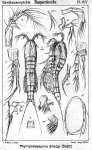 Phyllopodopsyllus bradyi from Sars, G.O. 1907
