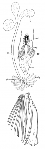 Archimonocelis crucifera