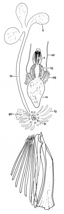 Archimonocelis crucifera