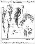 Phyllopodopsyllus bradyi from Sars, G.O. 1911