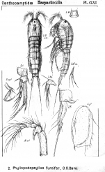 Phyllopodopsyllus furciger from Sars, G.O. 1907