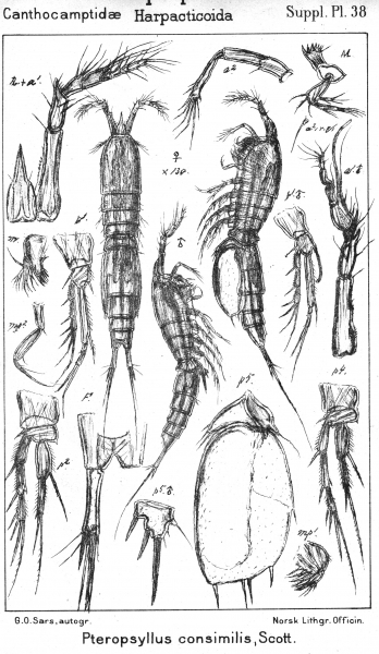 Pteropsyllus consimilis from Sars, G.O. 1911