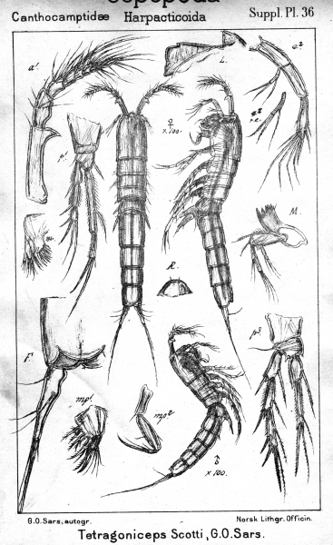 Tetragoniceps scotti from Sars, G.O. 1911