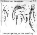 Tetragoniceps scotti from Sars, G.O. 1911