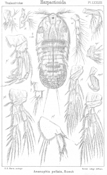 Amenophia peltata from Sars, G.O. 1906