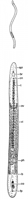 Archimonocelis crucifera