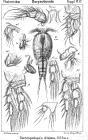 Dactylopodopsis dilatata from Sars, G.O. 1911