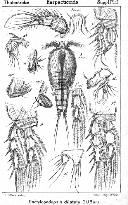 Dactylopodopsis dilatata from Sars, G.O. 1911