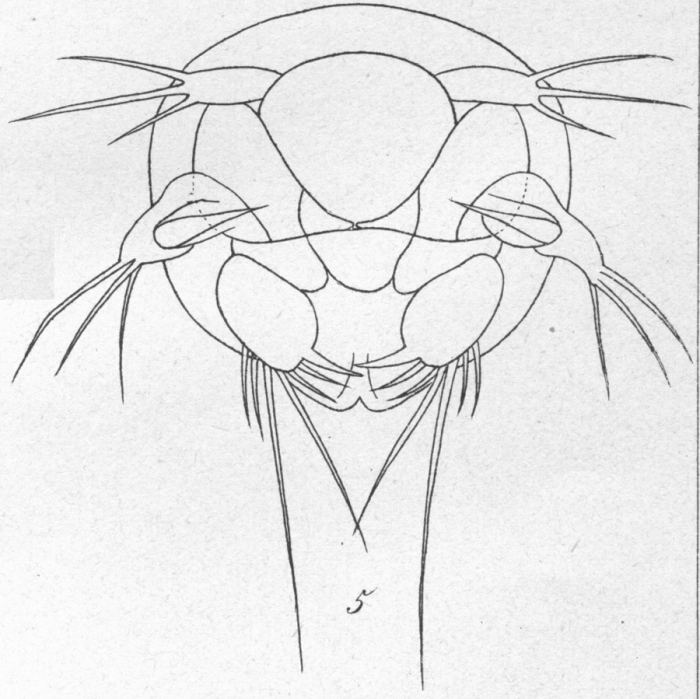 Dactylopusia tisboides from Brian, A 1921