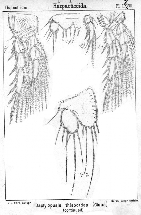Dactylopusia tisboides from Sars, G.O. 1905