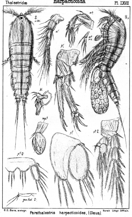 Parathalestris harpactoides from Sars, G.O. 1905